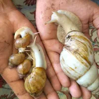 جشنواره فروش ویژه حلزون تعداد محدود