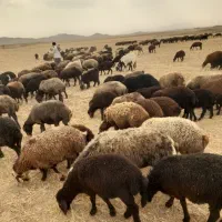 میش داشتی
