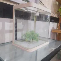 اکواریوم وماهی گلدفیش|ماهی|اسلامآباد غرب, |دیوار