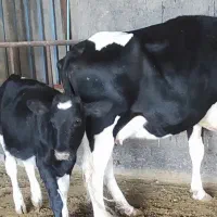 گاو شیری جوان همراه گوساله|حیوانات مزرعه|شال, |دیوار