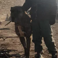 فروشی|سگ|پیشوا, |دیوار