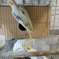 عروس هلندی دوکت|پرنده|گرگان, |دیوار