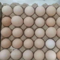 تخم مرغ محلی