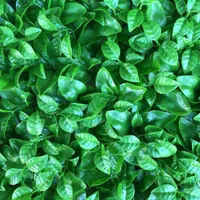 پخش گرین وال green wall|گل مصنوعی|اهواز, کیان اباد|دیوار