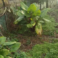 گل وگیاه|گل و گیاه طبیعی|سیاهکل, |دیوار