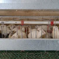 بلدرچین تخمگذار|حیوانات مزرعه|رزن, |دیوار