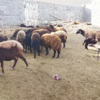 ۲۳عدد میش افشاری جوان درجه یک