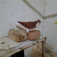 کبوتر  ساده کاکلی