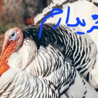 بوقلمون رویال|حیوانات مزرعه|پیر بکران, |دیوار