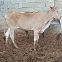 گاو گوساله گوسفند بره بز گاو میش در شادگان|حیوانات مزرعه|اهواز, گلستان|دیوار