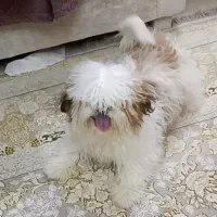 شیتزو سوپرفلت