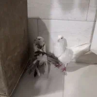 کفتر فروشی و معاوضه|پرنده|تهران, یافت آباد جنوبی|دیوار