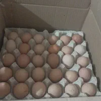 تخم مرغ رسمی