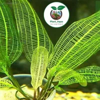 لوازم و گیاه آکواریوم