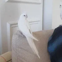 معاوضه آلبینو با لوتینو