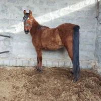 فروش مادیون کرد