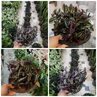 گل آپارتمانی برگ بیدی چشم آهویی زاموفیلیا بنجامین