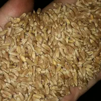 گندم بذری رقم احسان  N 8720 گندم قرمز|عمده‌فروشی|مینودشت, |دیوار