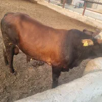 گوساله نر گوشتی