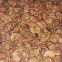 بذز|حراج|شوشتر, |دیوار