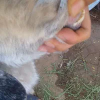 بز و یک کهره رگایی بز دوباره ابستن|حیوانات مزرعه|کرمان, |دیوار