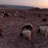 20 عدد بز دامازلخ|حیوانات مزرعه|خواجه, |دیوار