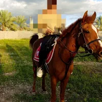 فروش اسب / دره شوری / مادیان / سواری