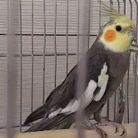 عروس هلندیم گم شده