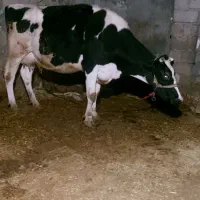 گاو هلشتاین شیری