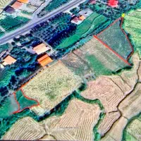 زمین شالی کلاچای محدوده قاضی محله