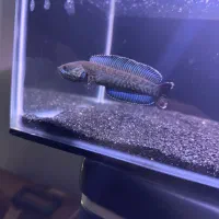 چانا اندرائو