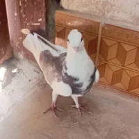 کبوتر|پرنده|بیرجند, |دیوار