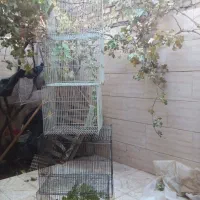 تعداد  قفس ویک گاز پنج شلعه بخاطر کمبود جا|لوازم جانبی حیوانات|بیرجند, |دیوار