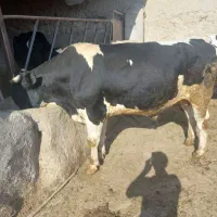 گوساله