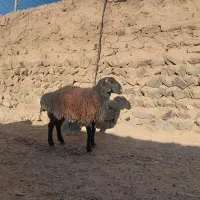 بره نر سفت چاق