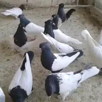 کبوتر سینه سیاه و کله ای مولد به شرط|پرنده|تهران, کیانشهر|دیوار