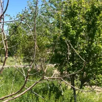 فروش سر درختی