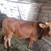 گاو نر