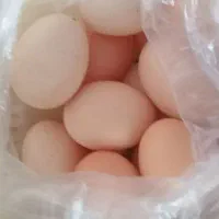 تخم مرغ محلی|خوردنی و آشامیدنی|لنگرود, |دیوار