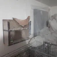 کبوتر|پرنده|بجنورد, |دیوار