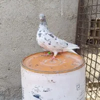 کبوتر|پرنده|کارون, |دیوار