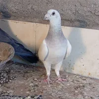 تعدادی کفتر
