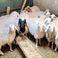 فروش بره شیر رگاه