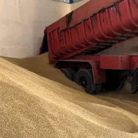 جو وارداتی روس مخصوص دام + آسیاب و کیسه