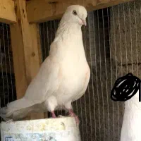 نر و ماده تهرونی عروسک