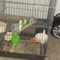 مرغ عشق|پرنده|هشتگرد, شهرک گلها|دیوار