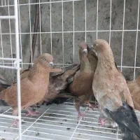 کبوتر کله ای|پرنده|بندر گناوه, |دیوار