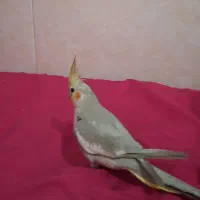 پرنده گمشده|اشیا|اهواز, بیست متری شهرداری|دیوار