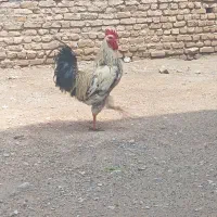 خروز فروشی جوان