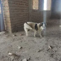 پاکوتاه روباهی